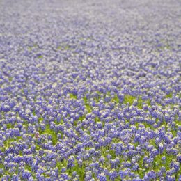 A blooming field of Blue Bonnets.